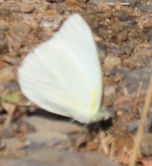 Appias epaphia contracta