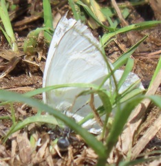 Appias epaphia contracta