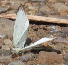 Appias epaphia contracta
