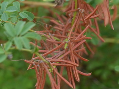 Indigofera tinctoria