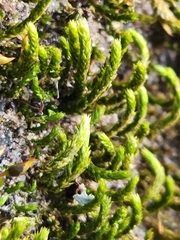 Grimmia laevigata
