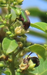 Leucocelis aeneicollis