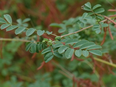 Indigofera tinctoria