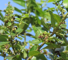 Leucocelis aeneicollis