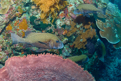 Plectorhinchus chaetodonoides