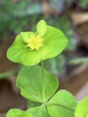 Euphorbia roemeriana