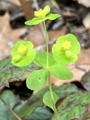 Euphorbia roemeriana