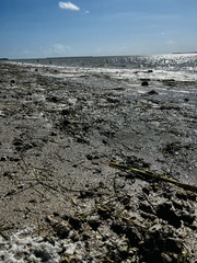 Syringodium filiforme