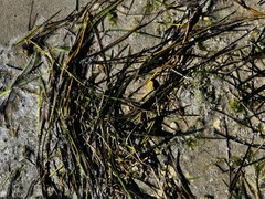 Syringodium filiforme