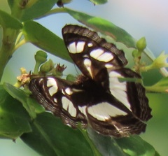 Neptis goochii