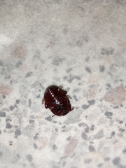 Chrysolina staphylaea