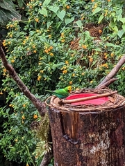 Chlorochrysa nitidissima