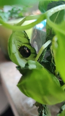 Chrysolina staphylaea