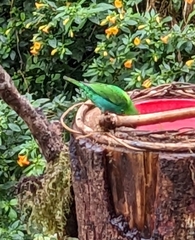 Chlorochrysa nitidissima