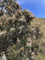 Diplostephium ericoides