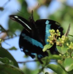 Papilio nireus lyaeus