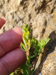 Corydalis micrantha