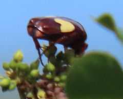 Pedinorrhina trivittata