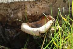 Pleurotus ostreatus