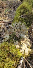 Lobaria