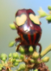 Pedinorrhina trivittata