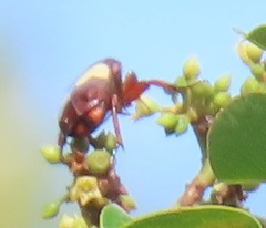 Pedinorrhina trivittata