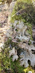 Lobaria