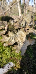 Lobaria