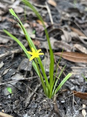 Hypoxis