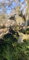 Lobaria