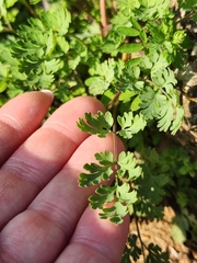 Corydalis micrantha