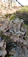 Lobaria