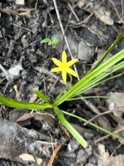 Hypoxis