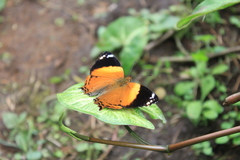 Hypanartia godmanii