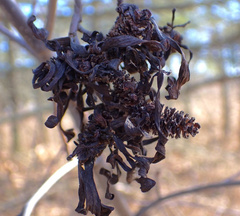 Taphrina robinsoniana