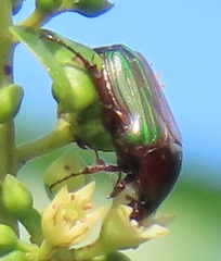 Leucocelis aeneicollis