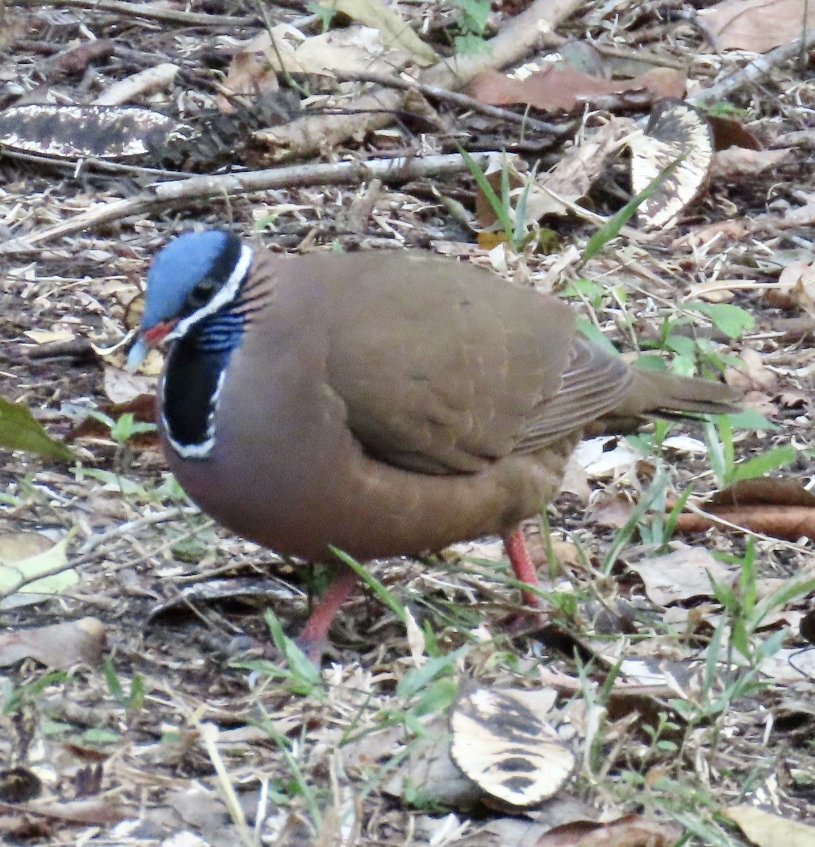 Blue-headed Quail-Dove (Starnoenas cyanocephala), photo 8