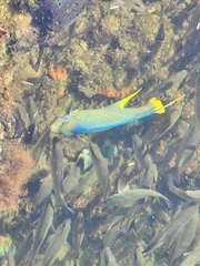 Holacanthus bermudensis