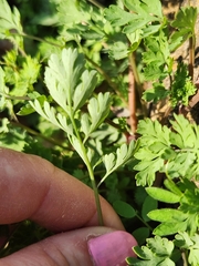 Corydalis micrantha