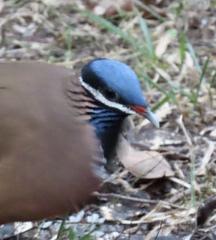 Starnoenas cyanocephala