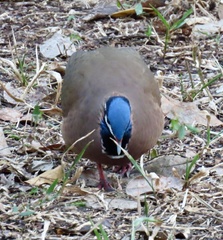 Starnoenas cyanocephala