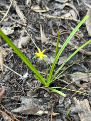 Hypoxis
