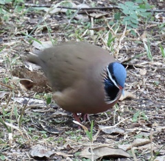 Starnoenas cyanocephala