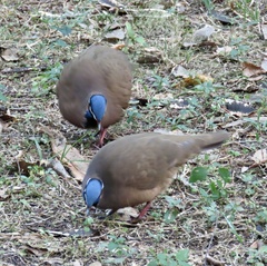 Starnoenas cyanocephala
