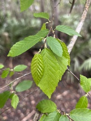 Carpinus