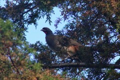 Ortalis poliocephala