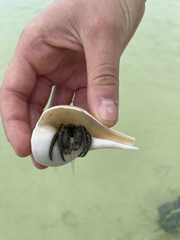 Clibanarius vittatus