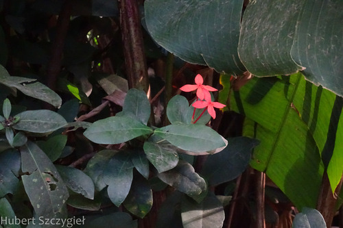 Ixora coccinea observed 2023-01-02