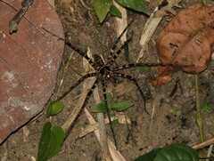Heteropoda tetrica