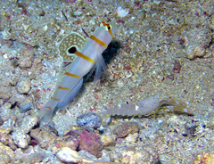 Amblyeleotris randalli